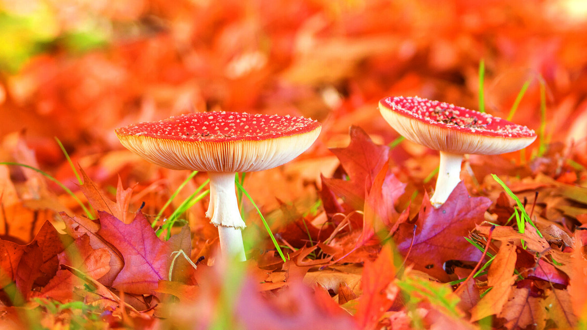 vliegenzwam (2).jpg