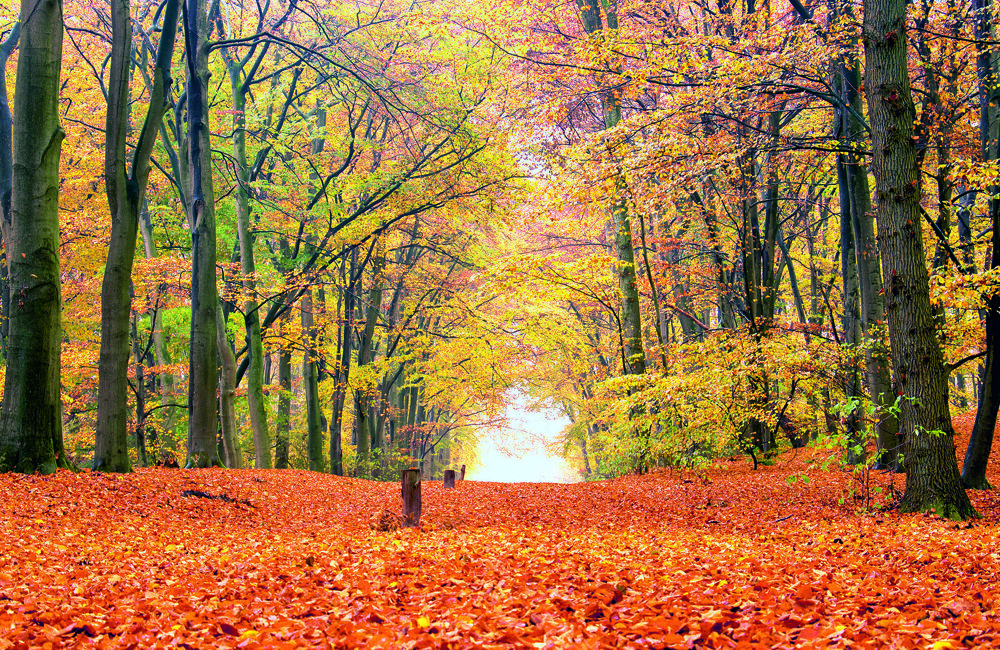 herfstwandeling 2.jpg