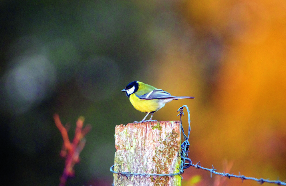 koolmees op paal.jpg