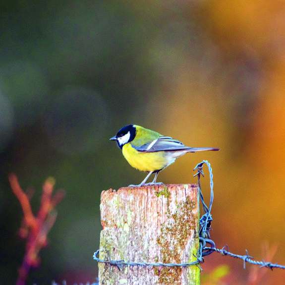koolmees op paal.jpg