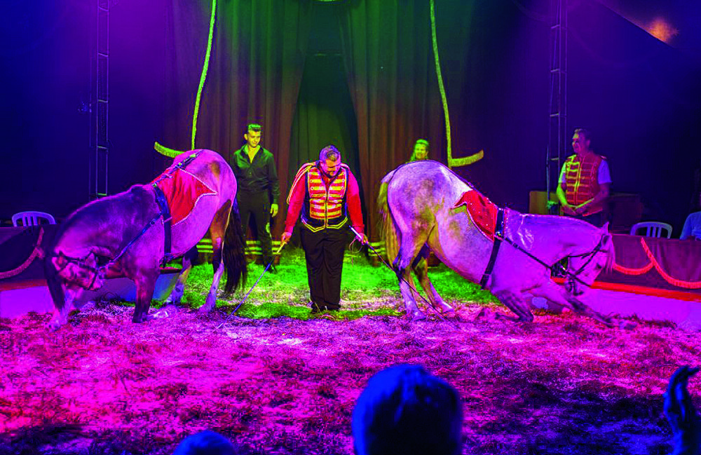 Dressuur met Spaanse paarden.jpg