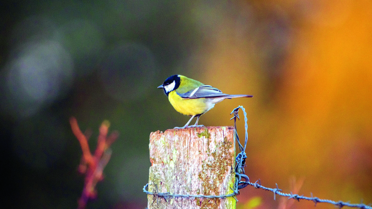 koolmees op paal.jpg