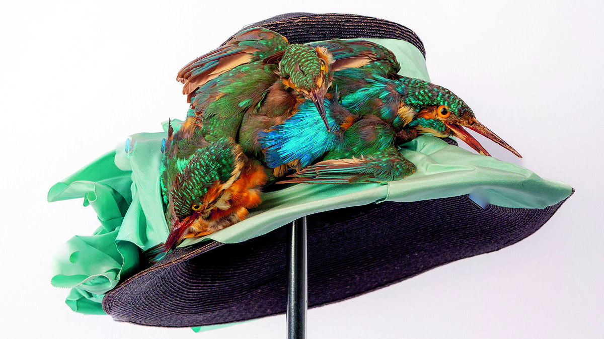 Hoed met Ijsvogel collectie Tiny Meihuizen © foto Frank Bakker Fotografie(8).jpg
