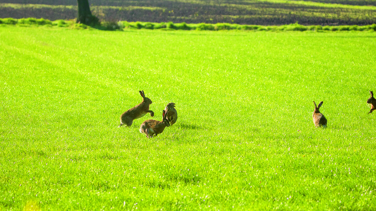 rammelende hazen.jpg