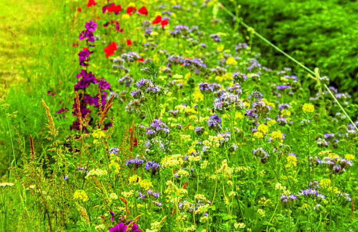 Foto_bloemenlint_2026_persbericht_Groot_0